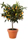Bild 1 von Citrus