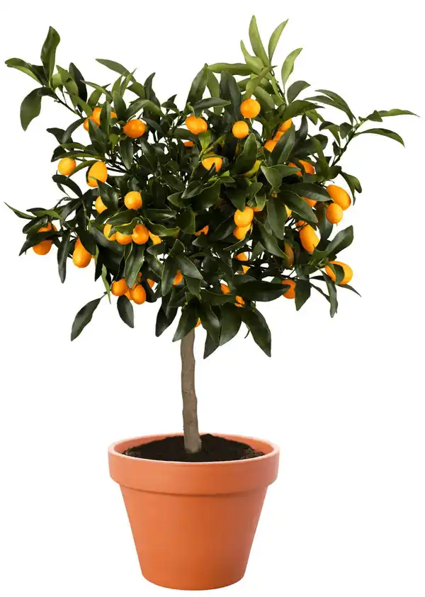 Bild 1 von Citrus
