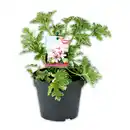 Bild 2 von Duft-Geranie