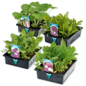 Sommer-Jungpflanzen