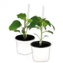 Bild 1 von Finest Garden Veredeltes Südgemüse