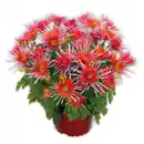 Bild 3 von Spinnen Chrysantheme