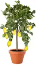 Bild 1 von Citrus