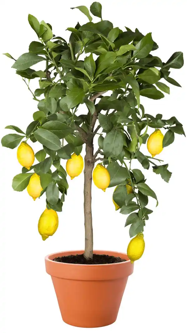 Bild 1 von Citrus