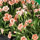 Bild 4 von Finest Garden Topfnelke