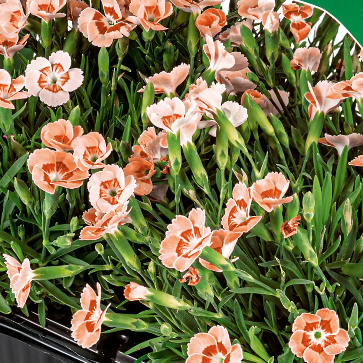 Bild 4 von Finest Garden Topfnelke