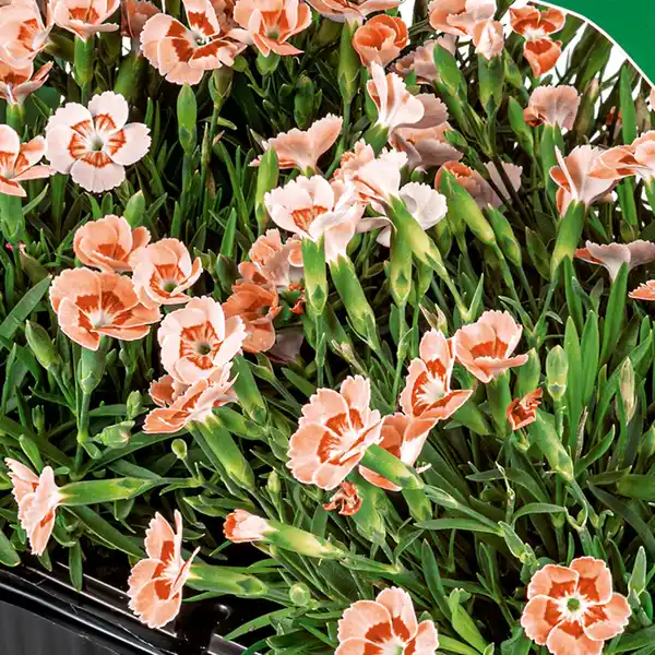 Bild 4 von Finest Garden Topfnelke