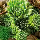 Bild 4 von Sempervivum "Hauswurz"