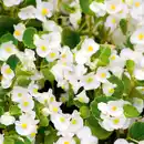 Bild 2 von Eisbegonien "Semperflorens"