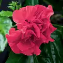 Bild 2 von Finest Garden Garten-Hibiskus