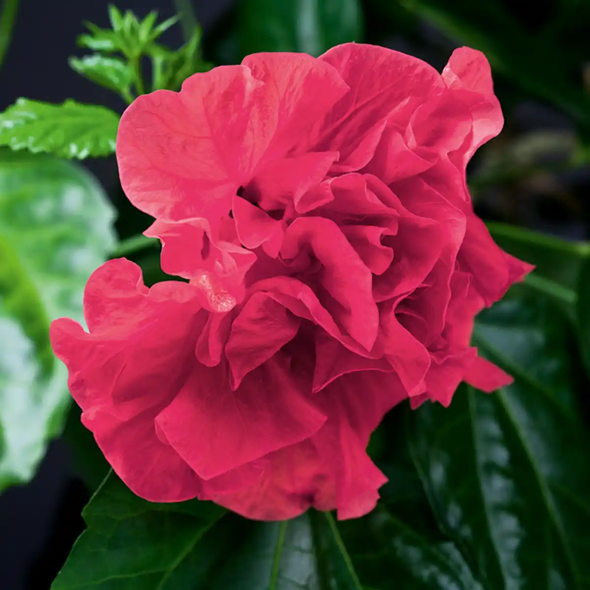 Bild 2 von Finest Garden Garten-Hibiskus