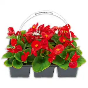 Eisbegonien "Semperflorens"