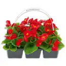 Bild 1 von Eisbegonien "Semperflorens"