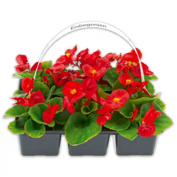 Bild 1 von Eisbegonien "Semperflorens"