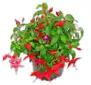 Bild 1 von Fuchsie stehend*
