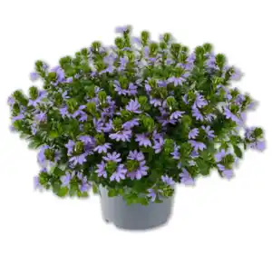 Fächerblume*