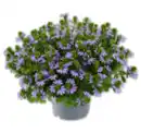 Bild 1 von Fächerblume*