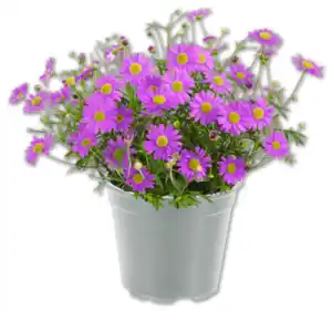 Gänseblümchen*