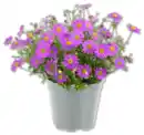 Bild 1 von Gänseblümchen*