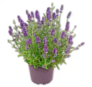 Lavendel*