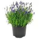 Bild 1 von GARDENLINE Lavendel