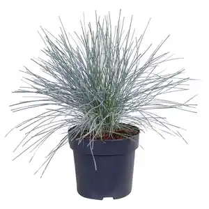 GARDENLINE Gräser Azura Blue