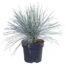 Bild 1 von GARDENLINE Gräser Azura Blue