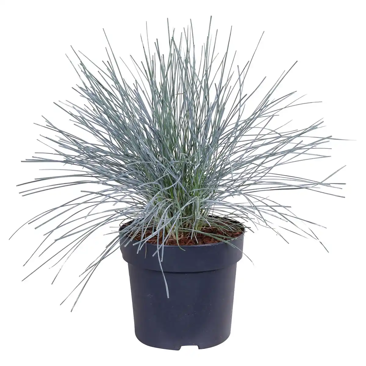 Bild 1 von GARDENLINE Gräser Azura Blue