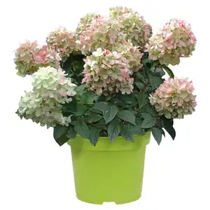 GARDENLINE Rispenhortensie weiß
