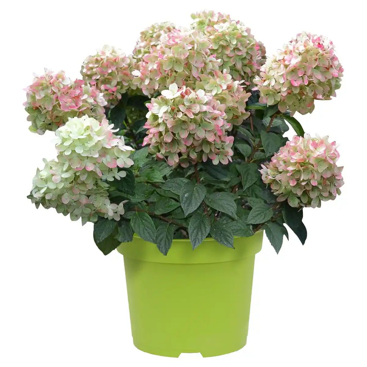 Bild 1 von GARDENLINE Rispenhortensie weiß