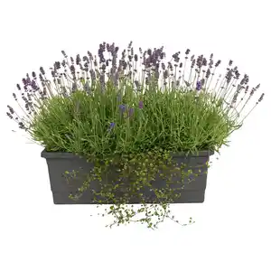GARDENLINE Balkonkasten XL