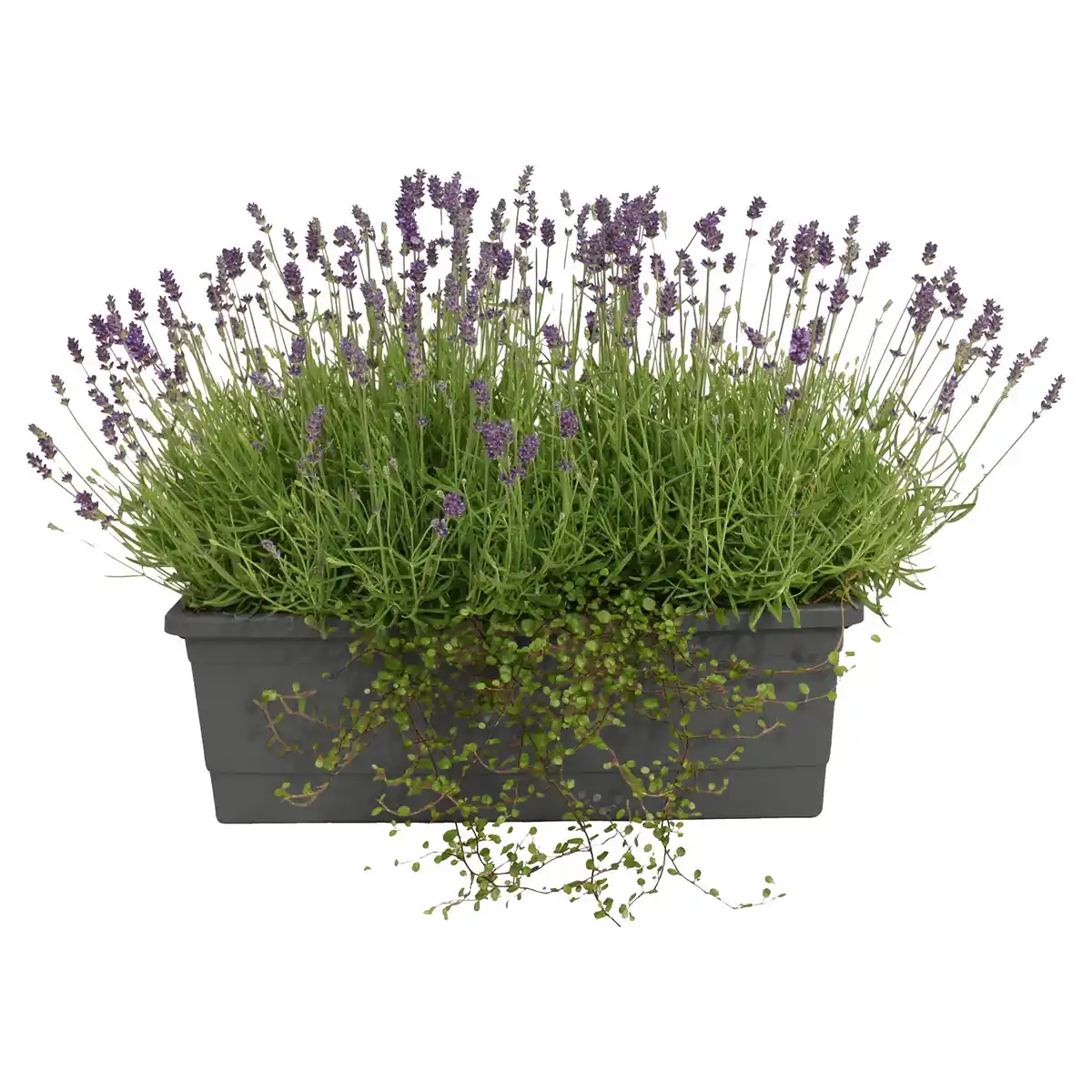 Bild 1 von GARDENLINE Balkonkasten XL