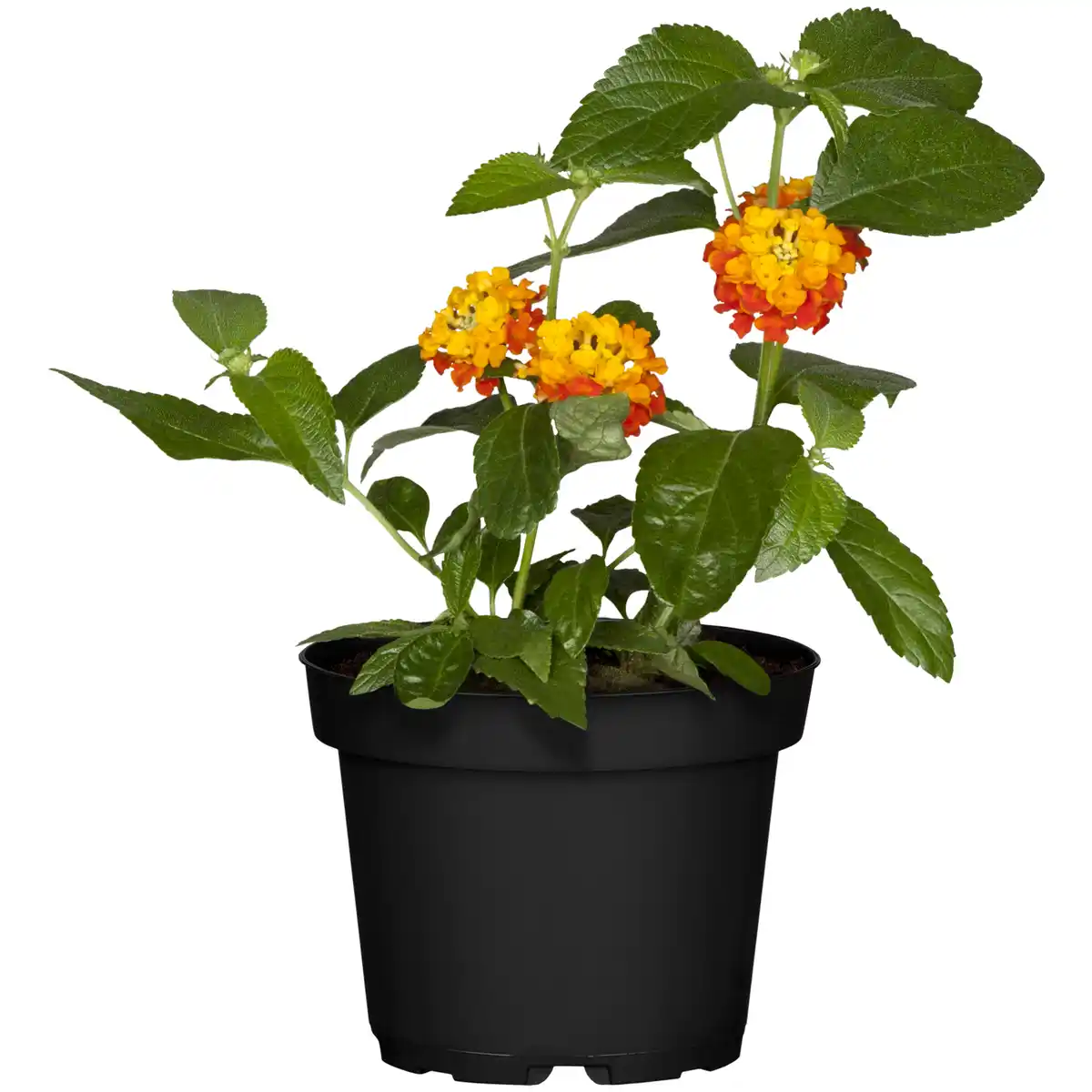 Bild 1 von toom Wandelröschen gelb-orange 13 cm Topf