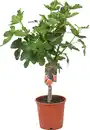 Bild 1 von Feigenbaum Ficus Carica H ca 80 cm 20 cm Topf