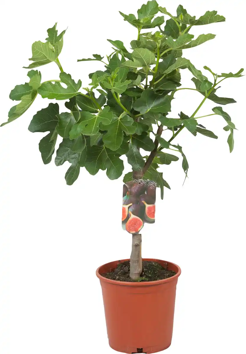 Bild 1 von Feigenbaum Ficus Carica H ca 80 cm 20 cm Topf