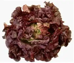 Bataviasalat rot 6er Schale