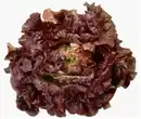 Bild 1 von Bataviasalat rot 6er Schale