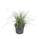 Bild 3 von GARDENLINE Immergrüne Gräser