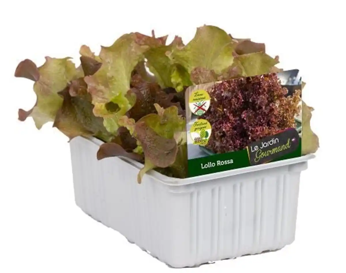 Bild 1 von Lollo Rossa 6er Schale