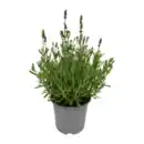 Bild 2 von GARDENLINE Lavendel