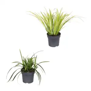 GARDENLINE Immergrüne Gräser