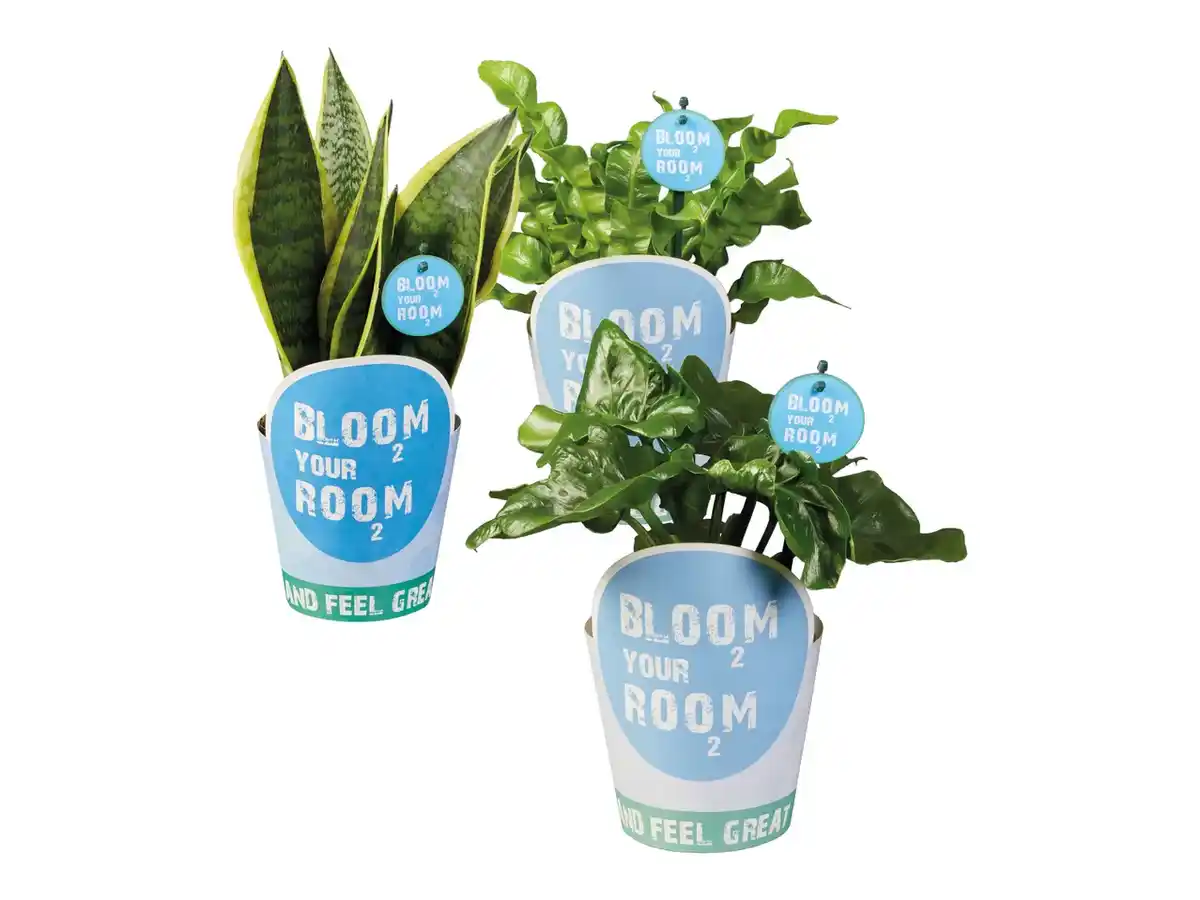 Bild 1 von Bloom your room-Grünpflanzen