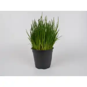 toom Schnittlauch in der Tüte