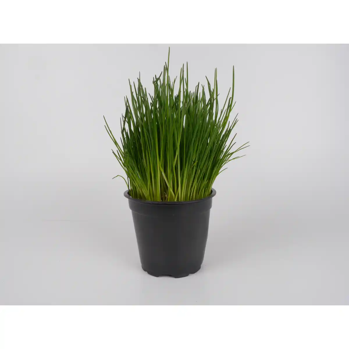 Bild 1 von toom Schnittlauch in der Tüte