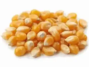 Popcornmais 12 cm Topf
