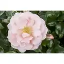 Bild 1 von toom Duftrose verschiedene Farben 21 cm Topf