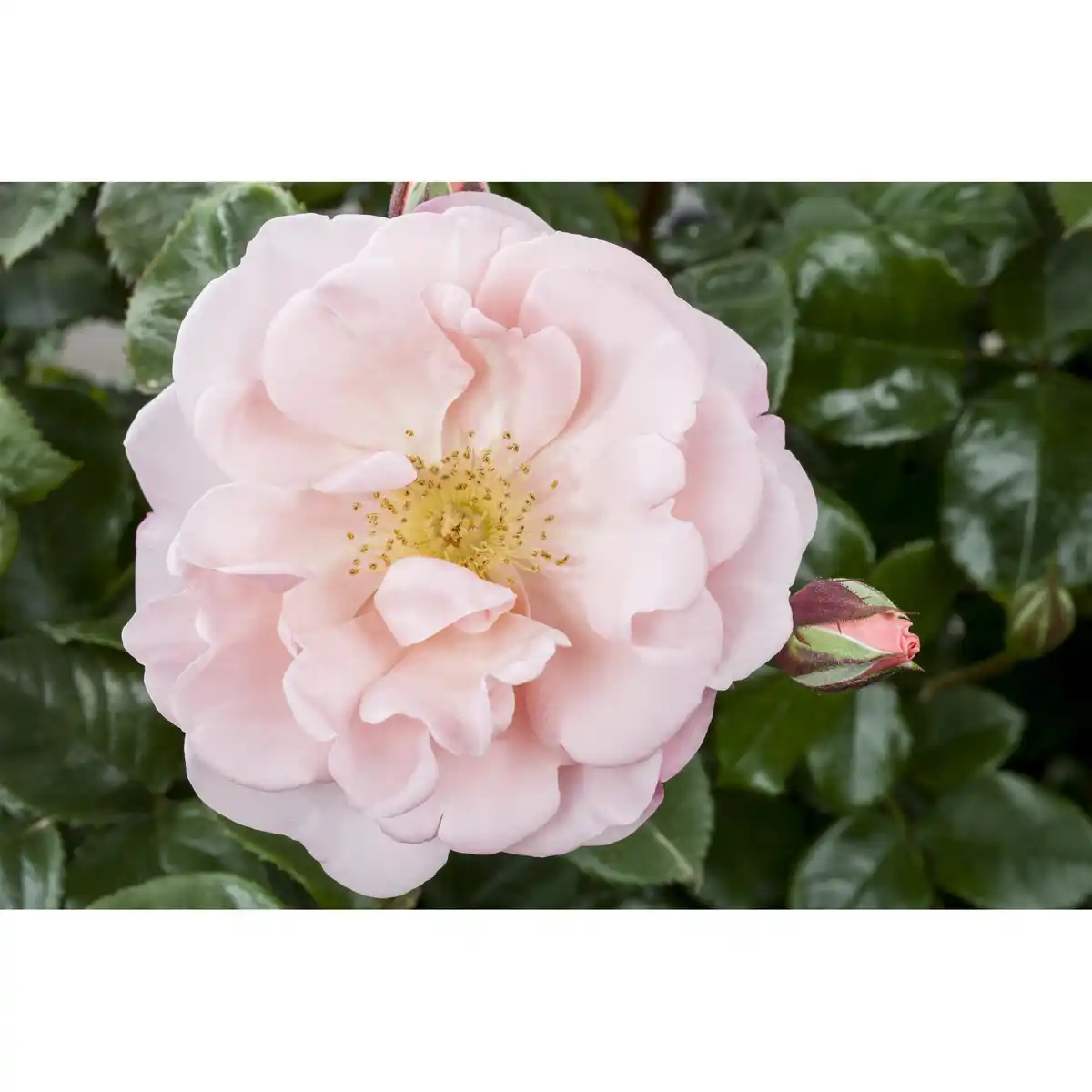 Bild 1 von toom Duftrose verschiedene Farben 21 cm Topf