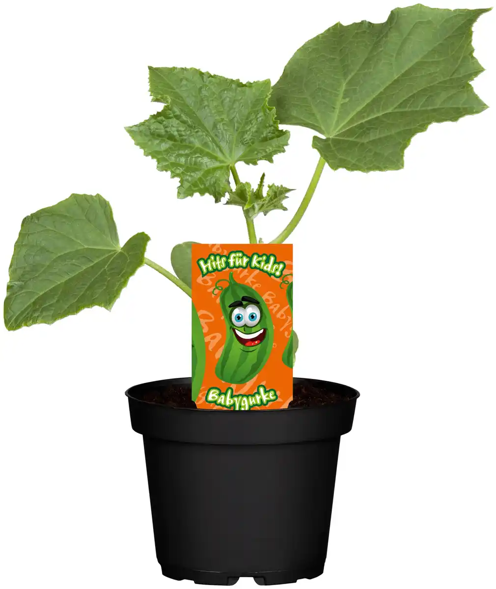 Bild 1 von Babygurke 12 cm Topf