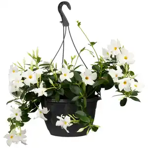 toom Dipladenie Ampel verschiedene Farben 19 cm Topf