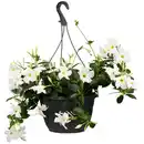 Bild 1 von toom Dipladenie Ampel verschiedene Farben 19 cm Topf
